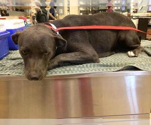 American Pit Bull Terrier Dogs for adoption in Riverside, CA, USA