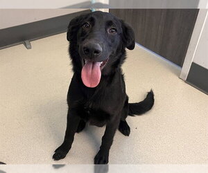 Mutt Dogs for adoption in Corona, CA, USA