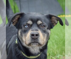 Rottweiler-Unknown Mix Dogs for adoption in Huntley, IL, USA