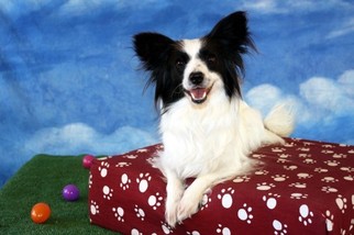 Medium Photo #1 Papillon-Unknown Mix Puppy For Sale in Garland, TX, USA
