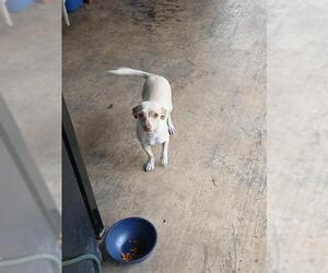 Chihuahua Dogs for adoption in San Antonio, TX, USA