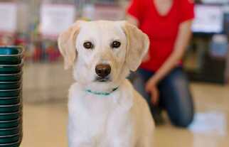 Lab-Pointer Dogs for adoption in Durham, NC, USA