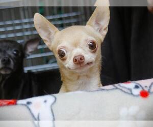 Chihuahua Dogs for adoption in Tallahassee, FL, USA