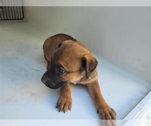 Shepradors Dogs for adoption in Houston, TX, USA