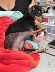 Miniature Pinscher Dogs for adoption in Chico, CA, USA