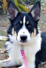 Border-Aussie Dogs for adoption in Bradenton, FL, USA