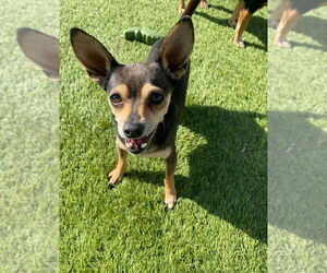 Medium Photo #8 Chihuahua-Unknown Mix Puppy For Sale in La Verne, CA, USA