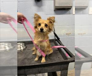 Chihuahua Dogs for adoption in Woodland, CA, USA