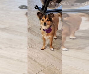 Chiranian Dogs for adoption in West Palm Beach, FL, USA