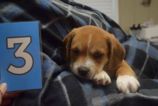 Corgi Basset Dogs for adoption in SHERBURNE, NY, USA