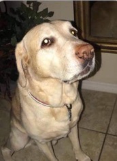 Labrador Retriever Dogs for adoption in Thonotosassa, FL, USA