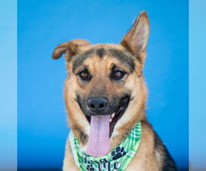German Shepherd Dog Dogs for adoption in Pasadena, CA, USA