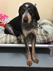 Bluetick Coonhound-Unknown Mix Dogs for adoption in Menominee, MI, USA