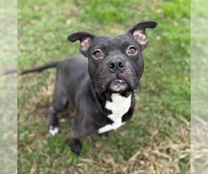 Mutt Dogs for adoption in Modesto, CA, USA