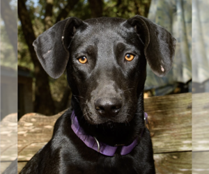 Labrador Retriever-Unknown Mix Dogs for adoption in Boerne, TX, USA