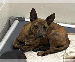 Australian Kelpie-Unknown Mix Dogs for adoption in Jackson, CA, USA