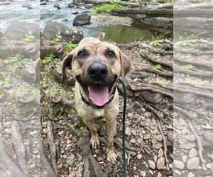 Plott Hound-Unknown Mix Dogs for adoption in Rockaway, NJ, USA