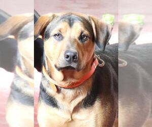 Shepweiller Dogs for adoption in Siren, WI, USA