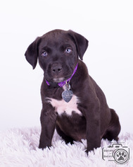 Rottweiler-American Pit Bull Terrier Dogs for adoption in Colorado Springs , CO, USA