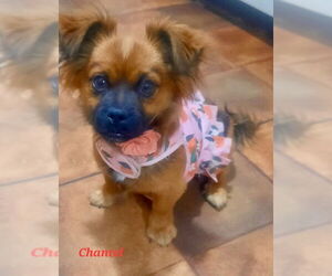 Shinese Dogs for adoption in Mesa, AZ, USA