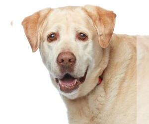 Labrador Retriever-Unknown Mix Dogs for adoption in Los Angeles, CA, USA