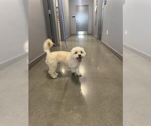 Bichon Frise Dogs for adoption in San Martin, CA, USA