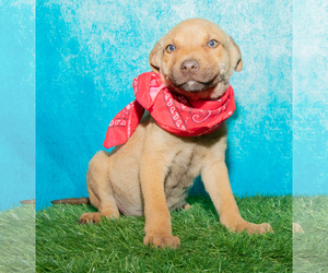 Sheprador Dogs for adoption in Denver, CO, USA