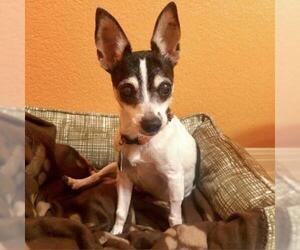 Rat Terrier Dogs for adoption in Austin, TX, USA
