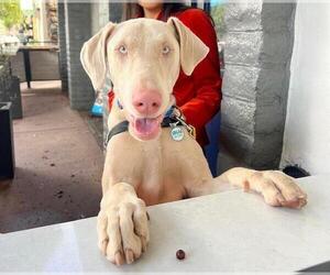 Doberman Pinscher Dogs for adoption in Santa Maria, CA, USA