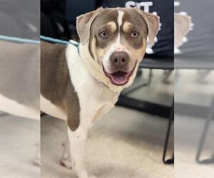 Labrador Retriever Dogs for adoption in Sugar Land, TX, USA