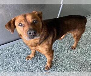 Golden Retriever-Unknown Mix Dogs for adoption in Salisbury, NC, USA