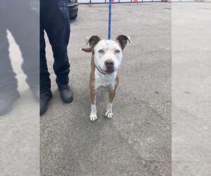American Pit Bull Terrier Dogs for adoption in Stockton, CA, USA