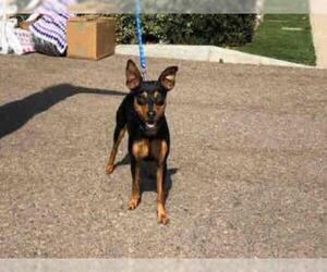 Miniature Pinscher Dogs for adoption in Chula Vista, CA, USA