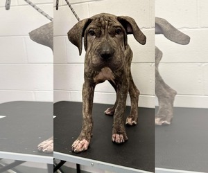 Chinese Shar-Pei-Unknown Mix Dogs for adoption in Princeton, MN, USA