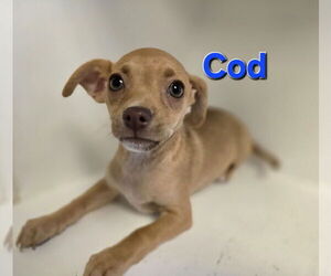 Chihuahua Dogs for adoption in Modesto, CA, USA