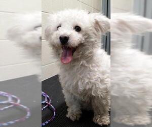 Bichon Frise Dogs for adoption in Valparaiso, IN, USA