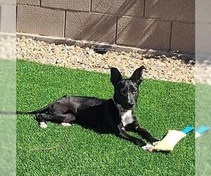 Borador Dogs for adoption in Las Vegas, NV, USA