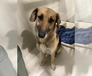 German Shepherd Dog Dogs for adoption in Bakersfield, CA, USA