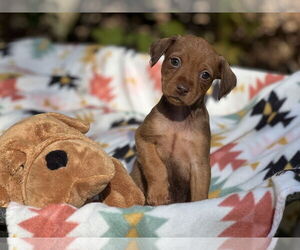 Doxie-Pin Dogs for adoption in Lakemont, GA, USA
