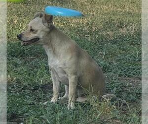 Chihuahua-Unknown Mix Dogs for adoption in San Antonio, TX, USA