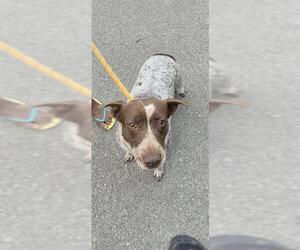 Mutt Dogs for adoption in San Antonio, TX, USA