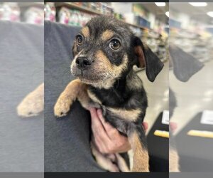 Medium Photo #1 Dachshund Puppy For Sale in Spring Lake, NC, USA