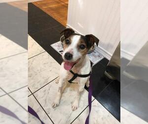 Jack Russell Terrier Dogs for adoption in Catasauqua, PA, USA
