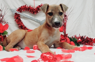 Medium Photo #1 Labrador Retriever-Unknown Mix Puppy For Sale in Chicago, IL, USA