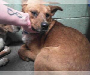 American Pit Bull Terrier-Unknown Mix Dogs for adoption in Tulsa, OK, USA