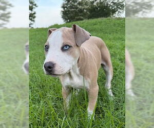 American Pit Bull Terrier-Unknown Mix Dogs for adoption in Cary, NC, USA
