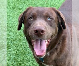 Medium Photo #3 Labrador Retriever-Unknown Mix Puppy For Sale in San Diego, CA, USA