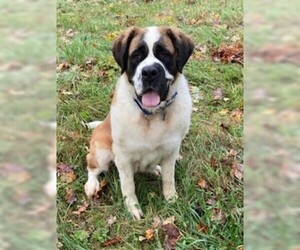 Saint Bernard Dogs for adoption in Trexlertown, PA, USA