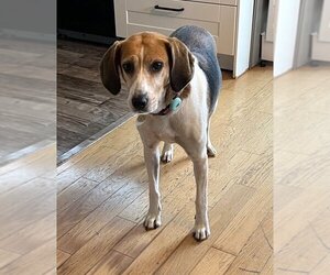 English Foxhound Dogs for adoption in  Ramona, CA, USA