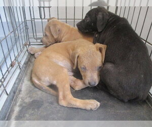 Staffordshire Bull Terrier Dogs for adoption in Ocala, FL, USA